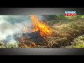 yet another farmer sets fire on crops in kalahandi