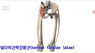 기능해부학 8-3 무릎관절-각각의 근육 by learning mate