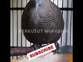 perkutut cemani suara kung merdu@perkututmufadhol zebradove turtledove merbukkocak