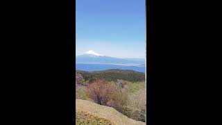 伊豆　達磨山　富士山