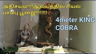 அதிசயம்!!!!!!!!!!!ஆலயத்தில் ரியல் பாம்பு பூஜை|real snake puja in temple /பாம்பு வழிபாடு|