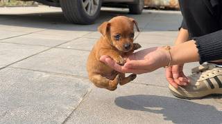 The world's smallest dog is sad because it hasn't found its owner yet(The dog was lost on the street