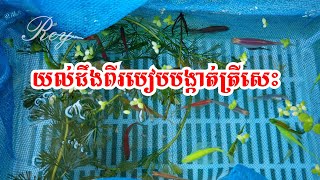 [Vlog:85] យល់ដឹងពីរបៀបបង្កាត់ត្រីសេះ 🐟 #nouchanrey