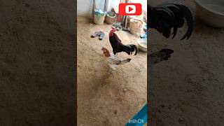 உன் அறிவ கரிய. வச்சு  பூச🤣🐓🤣🐓🤣🐓🤣 chicken funny video 🤣#shortsfeed #shortvideo #support my channel 🙏🙏