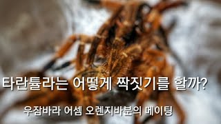 타란튤라 짝짓기의 모든 것(어셈오렌지바분 메이팅 A to Z)