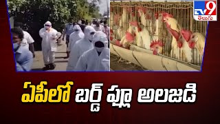 Bird flu Alert in AP : ఏపీలో బర్డ్ ఫ్లూ అలజడి - TV9