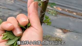 月季嫁接成活后依旧保留砧木芽！？后续怎么样了。