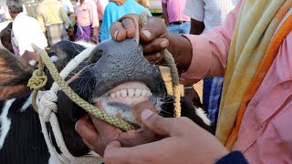 நாட்டு மாடுகள் அழிந்துவிட்டது- மாட்டுச்சந்தை மட்றப்பள்ளி-திருப்பத்தூர் மாவட்டம் #சந்தை 360° #market