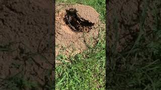 Fire Ants Vs Snake