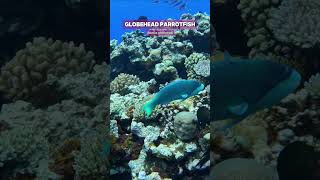 Stunning Globehead Parrotfish swimming on pristine reef! #shorts #ocean #nature #underwater #marine