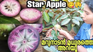 The exotic fruit - MILK FRUIT or STAR APPLE