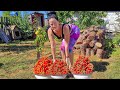 Young girl picking cherry tomatoes on the farm