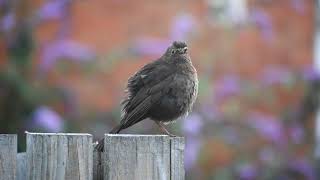 Female Blackbird