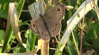 30秒の心象風景18870・草むらに～ヒメウラナミジャノメ～