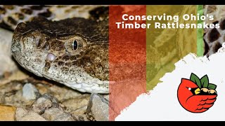 Conserving Ohio's Timber Rattlesnakes