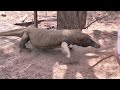 close encounter with the komodo dragon