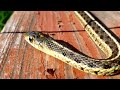 common maine garter snake ヘビ