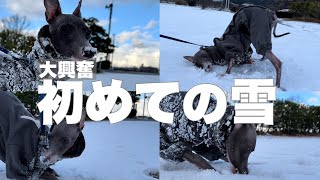 生まれて初めて雪を見た時の犬の反応【イタグレ】