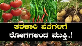 ತರಕಾರಿ ಬೆಳೆಗಳಲ್ಲಿ ಸಮಗ್ರ ಕೀಟ ನಿರ್ವಹಣೆ| Integrated Disease management in vegetable crops