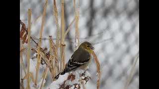 Goldfinch in the Winter