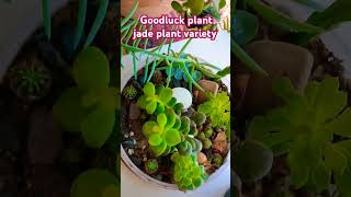 Good Luck Plant Jade Plant Crassula Ovata Variety / Priya Gardenhub #shorts #goodluckplant #crassula