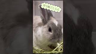 ポリポリと牧草を食べるモモちゃん#shorts #うさぎ #rabbit #うさぎのいる暮らし #モモちゃん #たべる