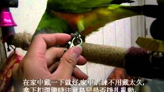 外出繩使用教學訓練,適用於新手鳥兒,會開扣環的鳥兒不適用喔