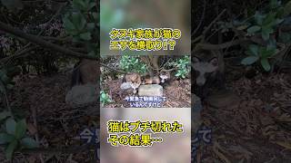 タヌキが野良猫のエサを横取り！？その結果キレた猫は…#shorts