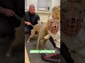 animals chiropractic 💚💚 asmr animals dogshorts foryou türkiye help chiropractic