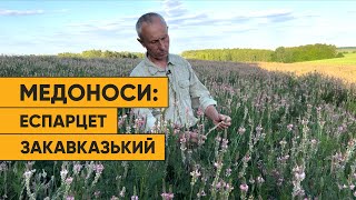 Еспарцет закавказький