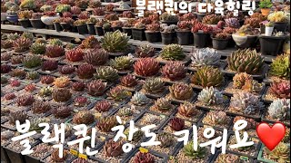 #블랙퀸의다육힐링 #다육엔풍경 #다육식물 #유튜브초보 #다육식물창