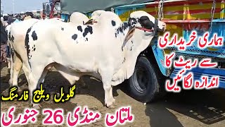 Today Multan Cow Mandi Fresh Video | Multan Mandi Aj ki Video || Global Village Farming