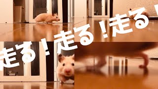 【キンクマハムスター】ポムが走る！| hamster running FAST!!!