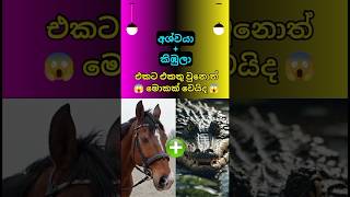 අම්මෝ ඒක සුපිරියක් නමක් දාන්න 😱 animal fusion kingdom #shorts #shortsfeed #top10