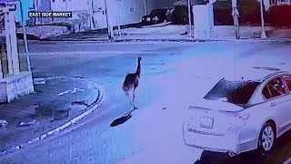 Mass. emu leads owners, police on chase after escape