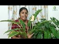 philodendron ring of fire ഒന്ന് മതി ഇനി garden കത്തി നിൽക്കും care propagation u0026 pottingmix sale