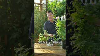 强笋太猛株型丑，这种月季如何处理【天狼说月季】