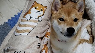 【豆柴ごま】柴犬毛布プレゼント  Shiba Inu branket