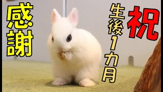 【生後1カ月の重要性】うさぎさんをお迎えする前に見て欲しい♪