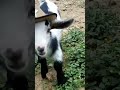 Adorable Baby Goats Run Around in Cowboy Hats #Goats #Cute #Shorts