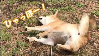 春の訪れにテンションが上がる柴犬