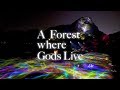 A Forest Where Gods Live / Concept Movie (English)