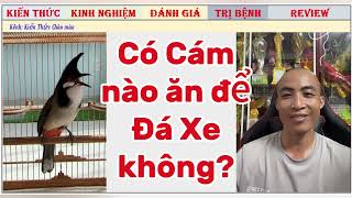 Vì sao Chim Thiếu Canxi và chơi Yếu đi, Vậy Bổ sung Canxi ra sao?