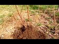 Propagation - Easy Stool Layering Technique