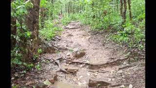 The Forest Path to Pavana Narasimha Temple at Ahobilam