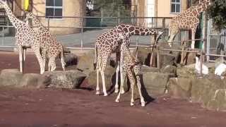 多摩動物公園キリン　2015年 3月3日　2月27日撮影