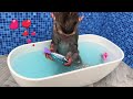 monkey baby bon bon bath in a bathtub with rainbow fish and play in the park with ducklings