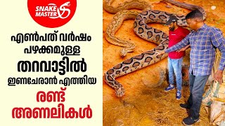 ഇണചേരാൻ എത്തിയ വ്യത്യസ്ഥ നിറത്തിലുള്ള രണ്ട് അണലികൾ, കണ്ടാൽ തന്നെ പേടി തോന്നും | Snakemaster EP 1028