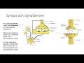 nk1b nervsystemet och droger