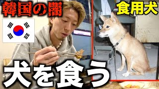 【犬鍋】法律で禁止された韓国の伝統料理”犬の鍋”を食べてみた